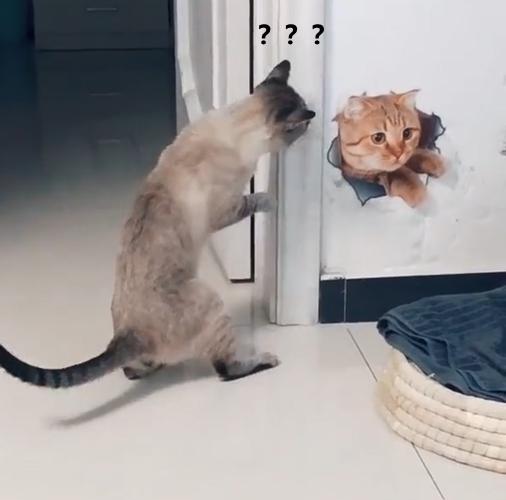 暹罗猫突然眼睛看不清楚了,暹罗猫发现了什么