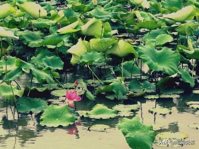 莲真的出淤泥而不染吗,出淤泥而不染的莲图片