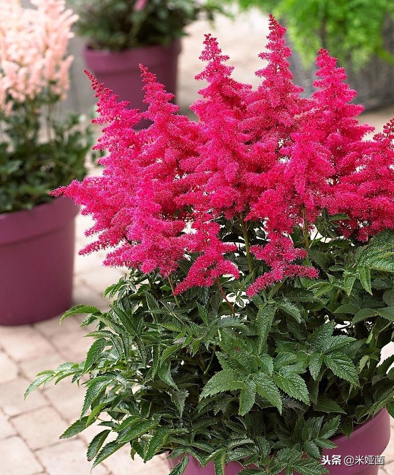 养在院子里开花时间长又好养的花,养在家里会开花的树