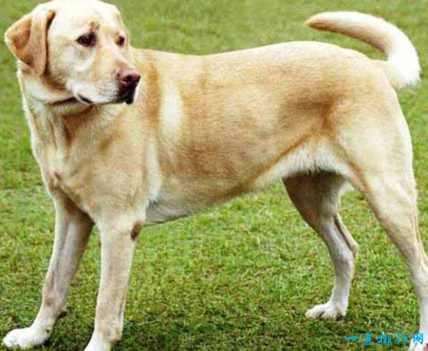 世界十大名犬排名及图片,关于全世界十大名犬排行榜