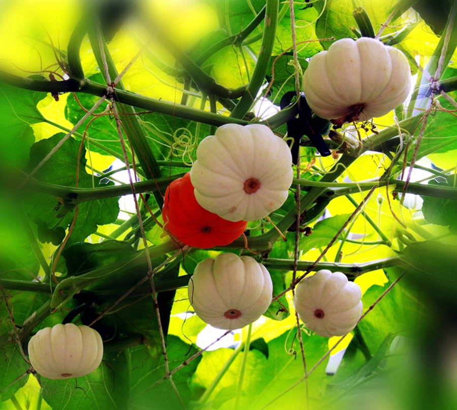 扫落叶的诗句,扫落叶优美诗句