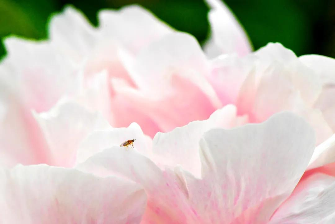 关于春日谷雨诗句,在谷雨诗词中留住最后一抹春色