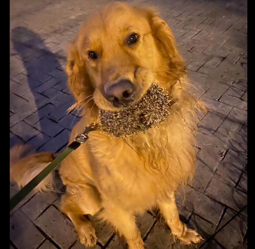 金毛家猫和流浪猫,金毛养了一只流浪猫