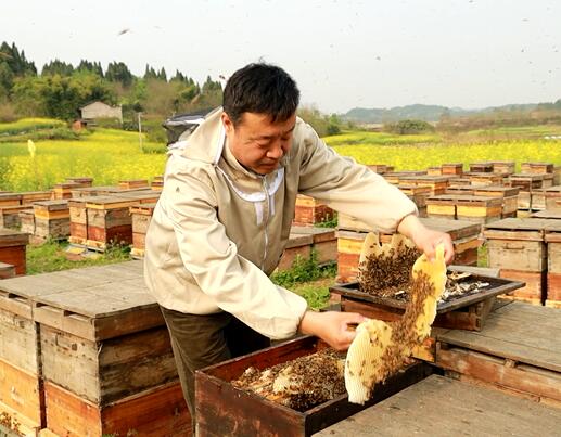 蜂蜜是甜的为什么能减肥呢,蜂蜜的热量并不高为什么会胖