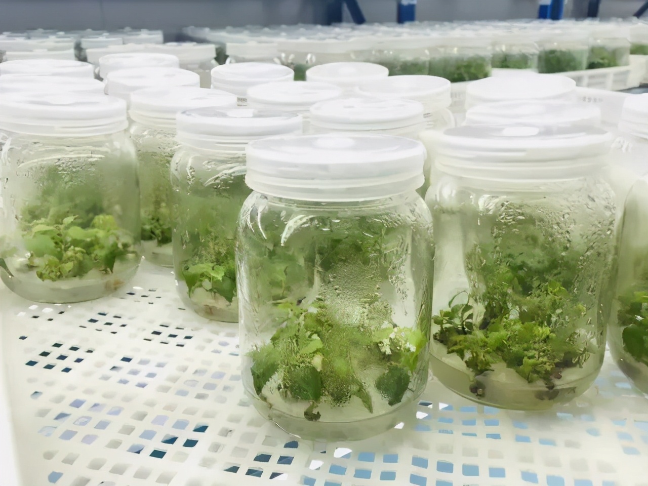 吃了那么多年山药，原来只是在吃菜，不懂山药真的买不到好山药