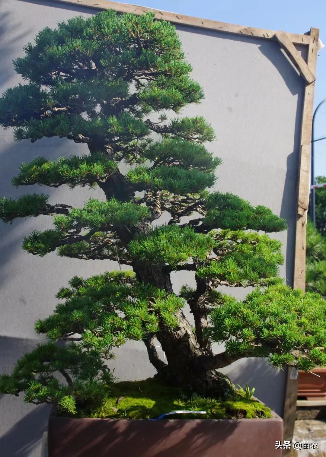 精品小黑松盆景 (黑松盆景制作视频)