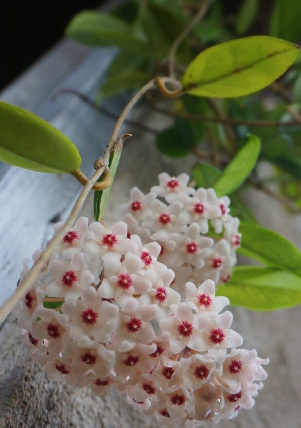 盆栽球兰花的养殖方法,花卉球兰的养殖方法和技巧