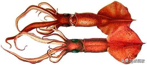 章鱼墨鱼鱿鱼区别,章鱼和鱿鱼墨鱼有什么区别