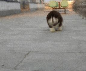 怎么才算纯种泰迪狗呢图片,纯种狗和非纯种狗的区别哪个好