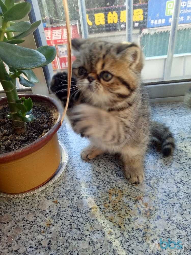 加菲猫有什么毛色,加菲猫有哪些毛色