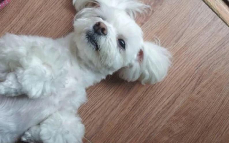 允儿的宠物，IU宠物，Lisa宠物，看到泫雅宠物：挺可爱