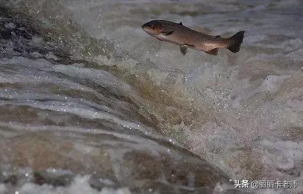 鱼油喂错了会怎么样,深海鱼油破了特别腥气怎么处理