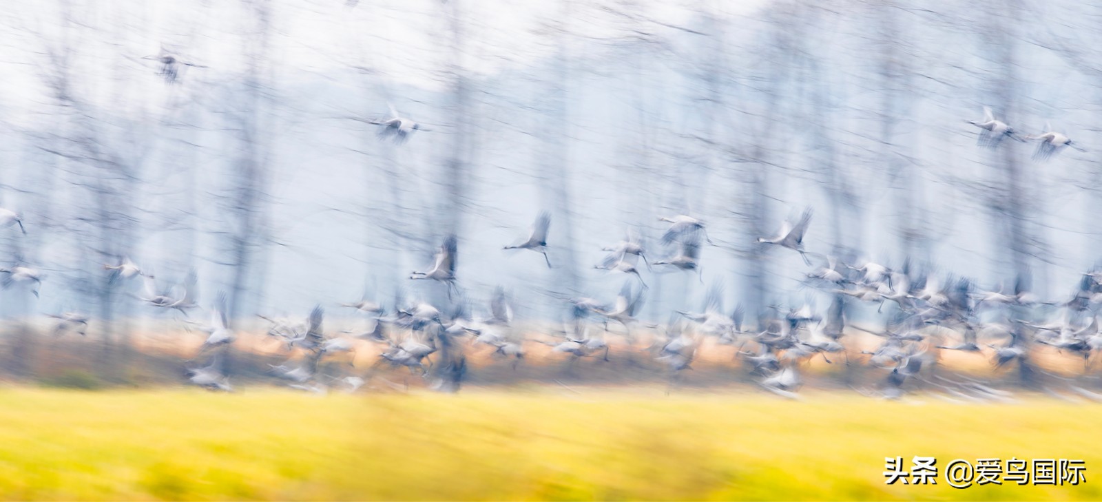 躁动的繁殖季节2021观鸟大年五月精华作品集