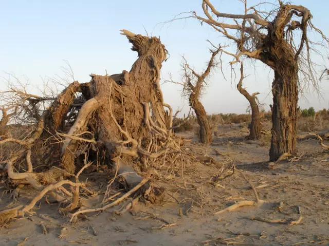 鬼吹灯精绝古城新疆拍摄地,新疆尼雅遗址鬼吹灯