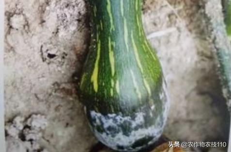 南瓜在种植过程中怎样预防病虫害,南瓜病虫害怎样防治效果好