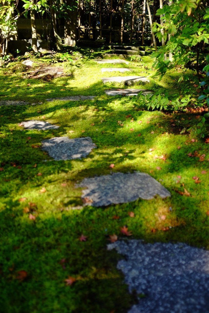 京都赏枫2022,京都赏枫必去景点有哪些好玩的