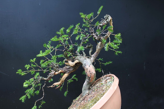 红豆杉盆景整形蟠扎视频,红豆杉蟠扎盆景