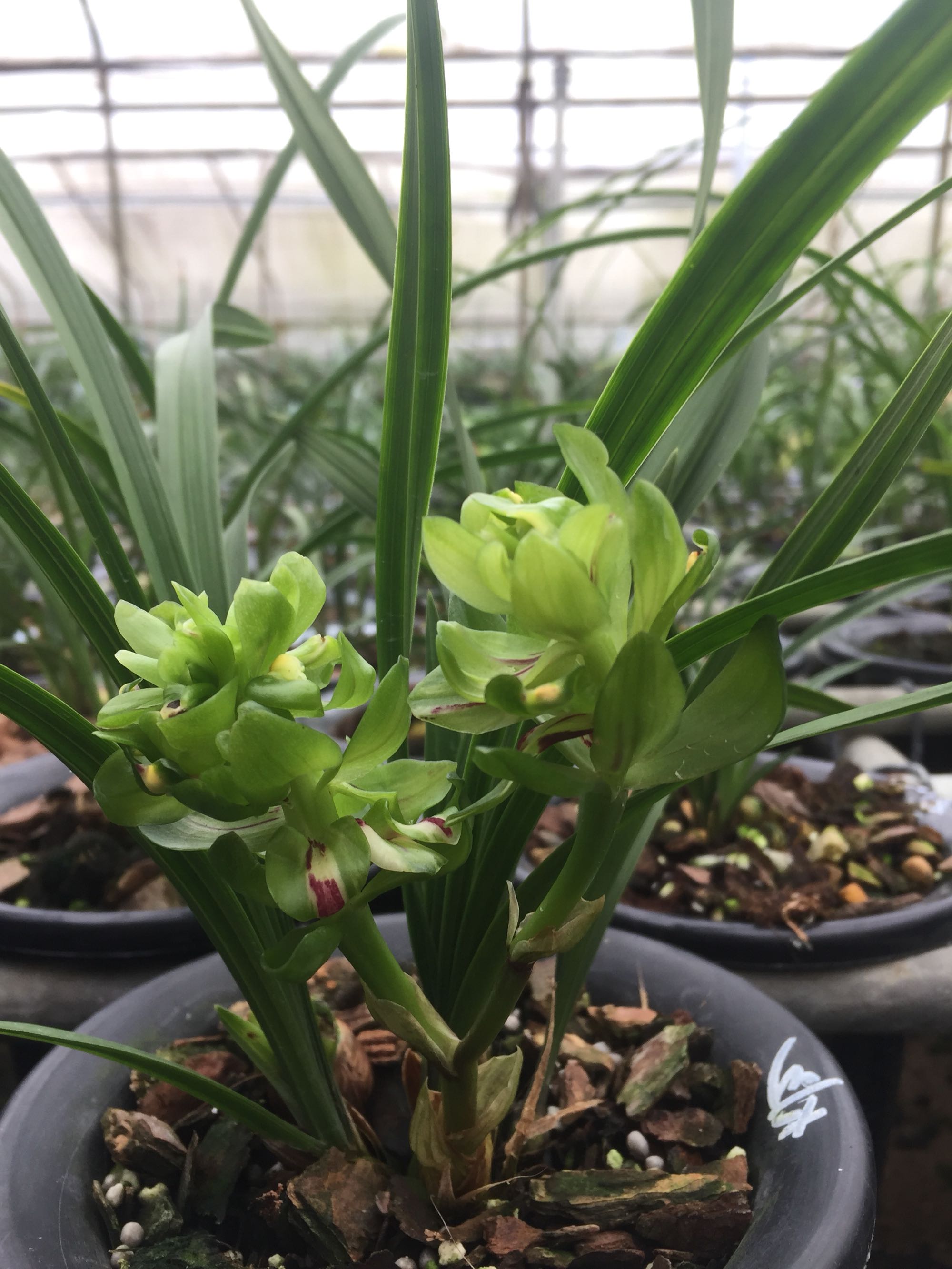 矮种兰花易养花香开花好看的品种,给新手推荐几款养不死的兰花品种