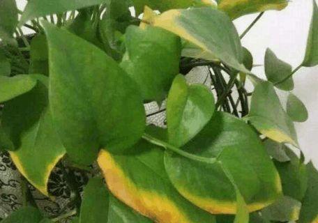 水培绿萝叶子发黄快速补救方法,水培绿萝盆里加什么能让绿萝变绿