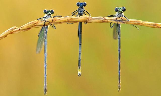 夏天捕捉蜻蜓,夏天捉飞虫