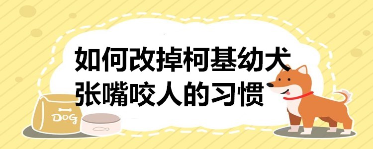 柯基幼犬陌生人一摸就张嘴想咬人,如何改掉柯基张嘴咬人的习惯