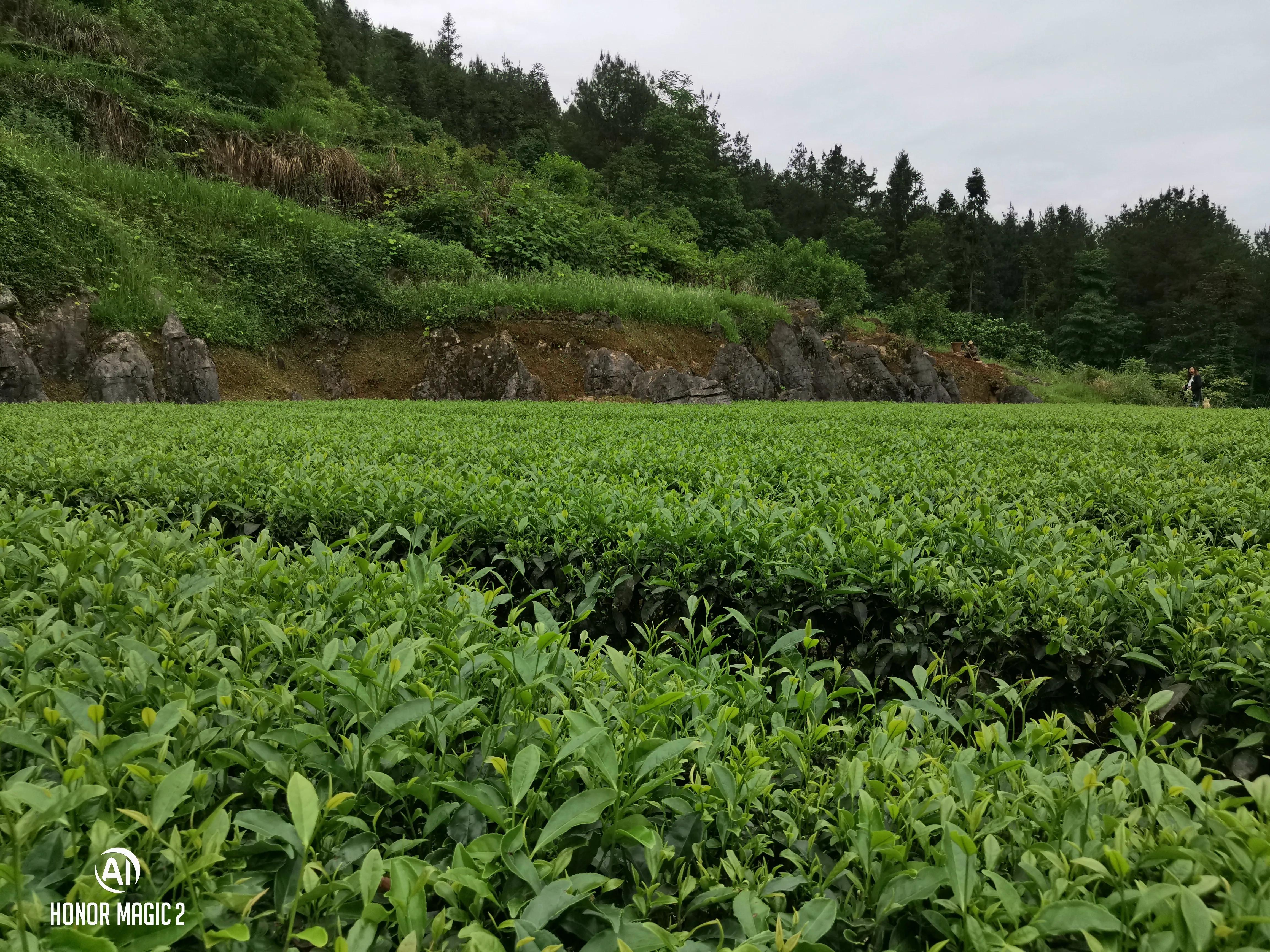 宣恩金龙谷田园综合体项目,九龙峪田园综合体