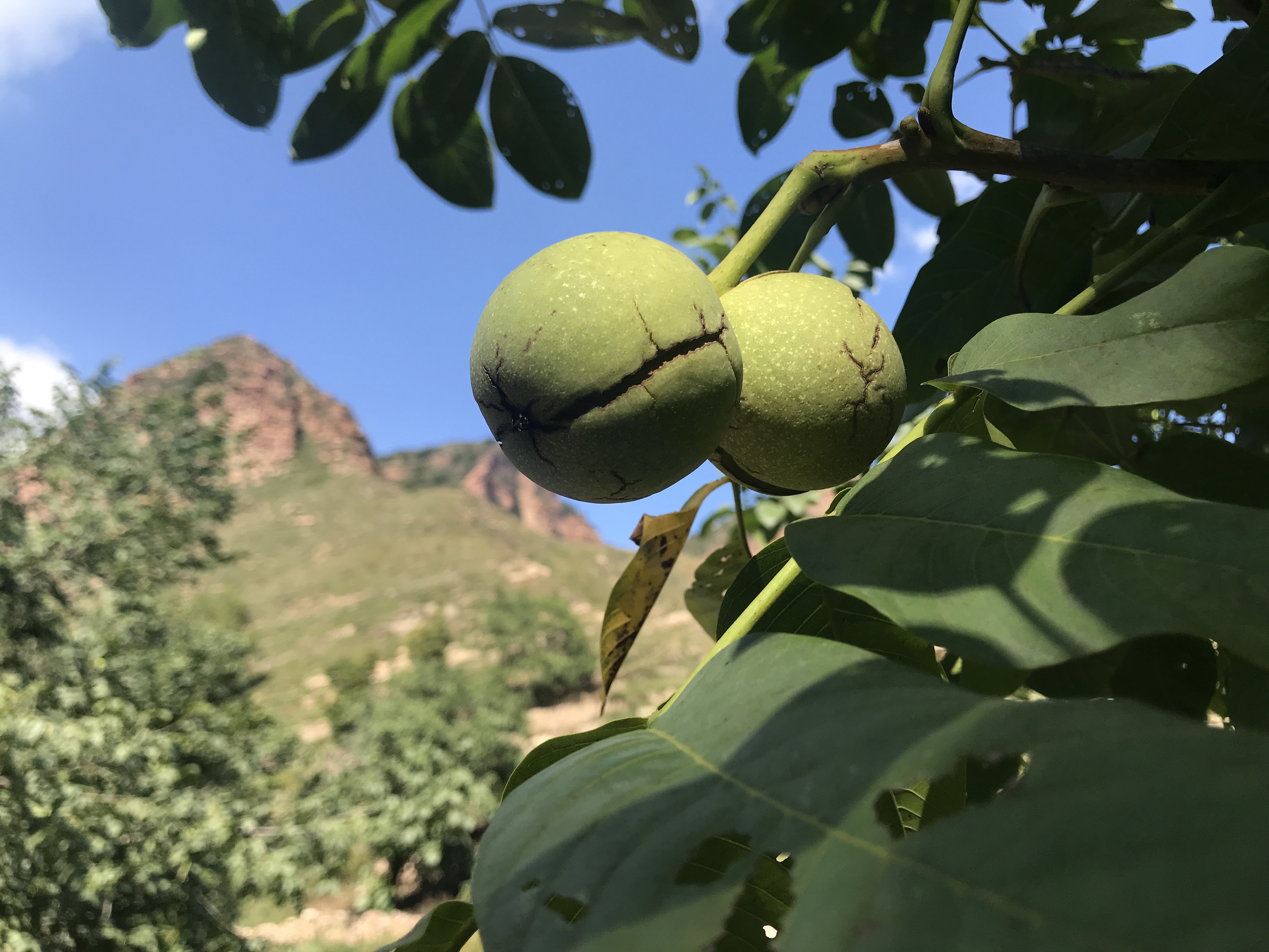 孩子爱吃甜食一嘴小黑牙，此招一出，父母小孩都快乐