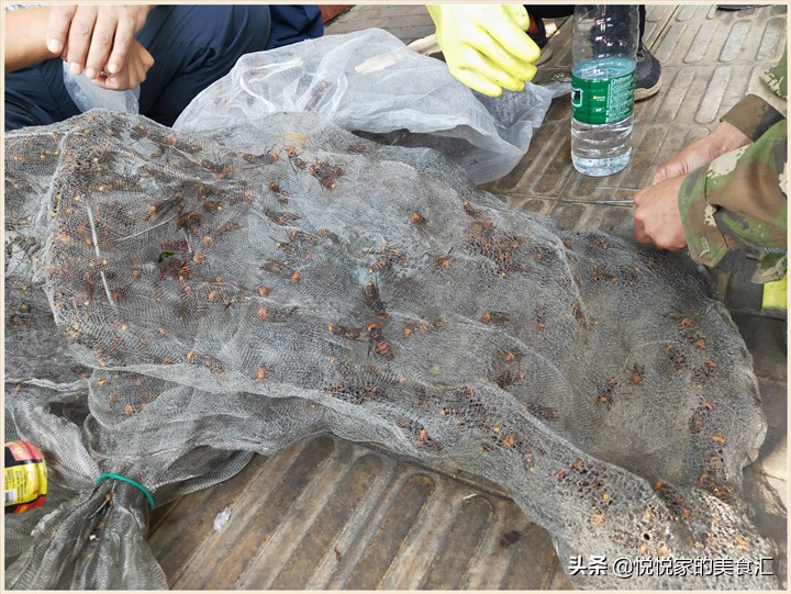 中蜂出售10元一只,农村大爷卖野蜂2元一只