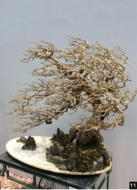 盆景修行,学习盆景技术最好的书