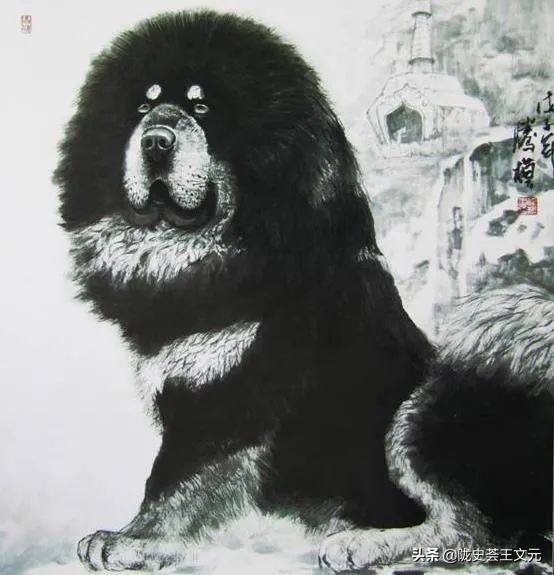 玛曲藏獒和河曲藏獒的区别,河曲藏獒多大才开始凶