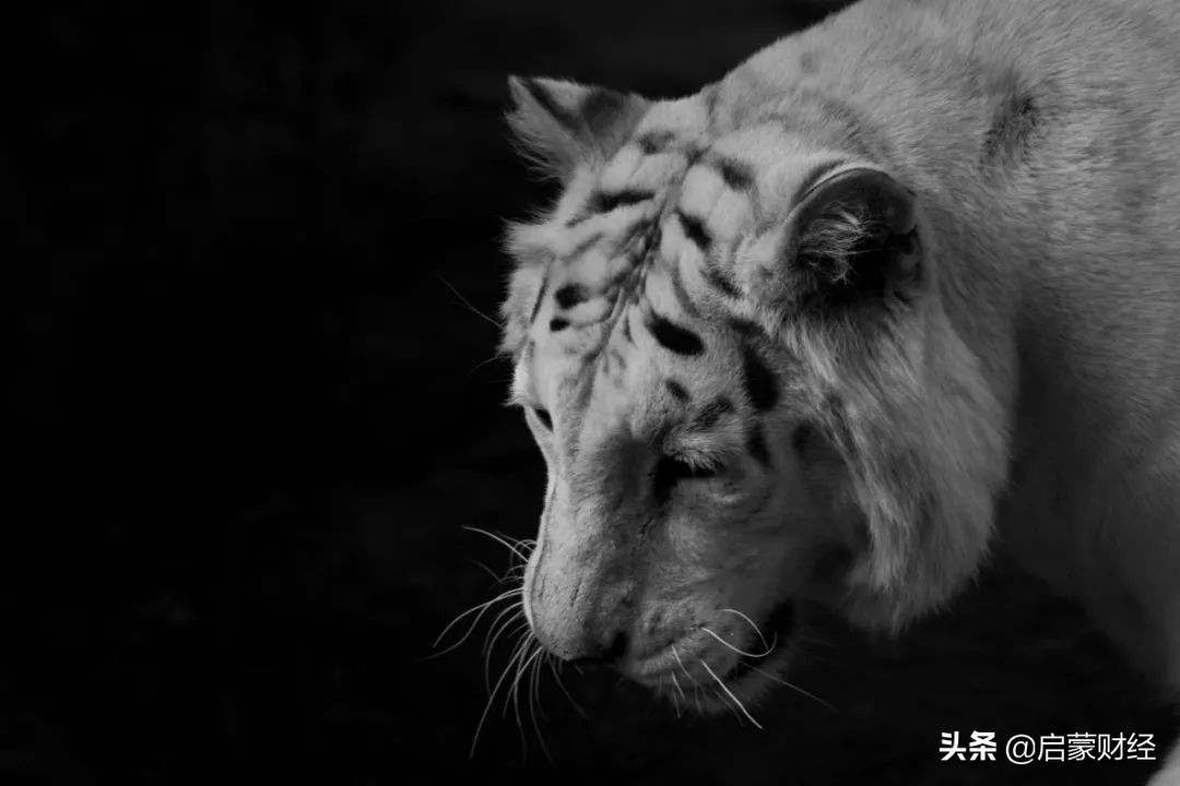 老虎证券公司怎么样,老虎证券好用吗