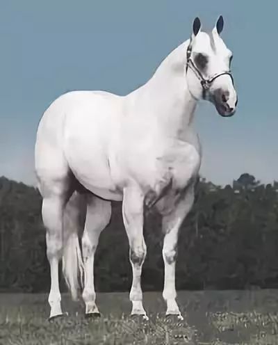 战马颜色,战马的区别