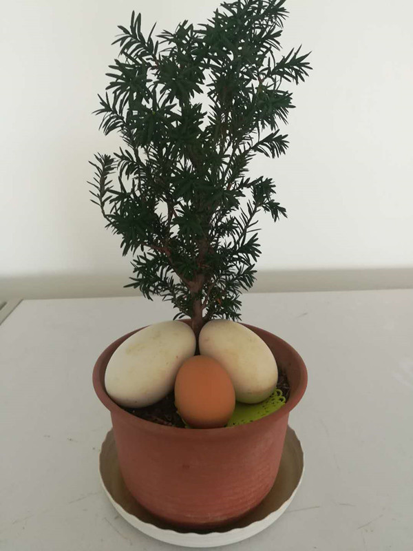 如果你在森林里遇见它你会怎么办,如果你在森林中遇见一头狼怎么办