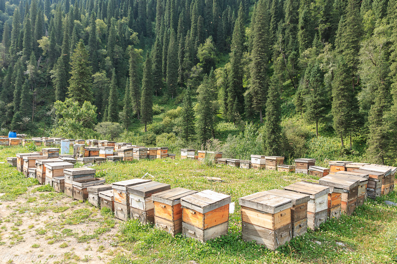 可可托海夏季牧场,可可托海的养蜂人和牧羊人的故事