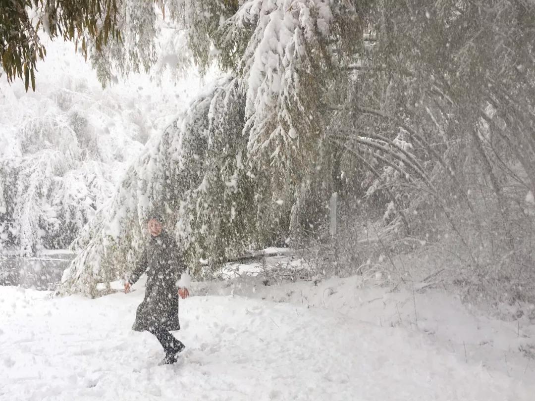 下雪啦春雪,九华山初雪时间