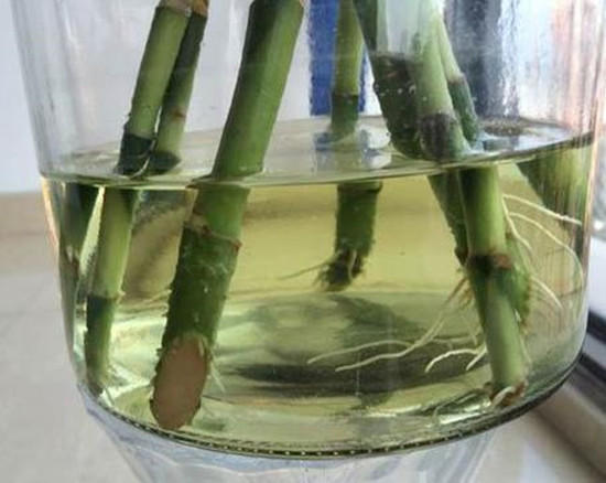 水培富贵竹黄叶怎么办如何补救,水培富贵竹黄叶烂根