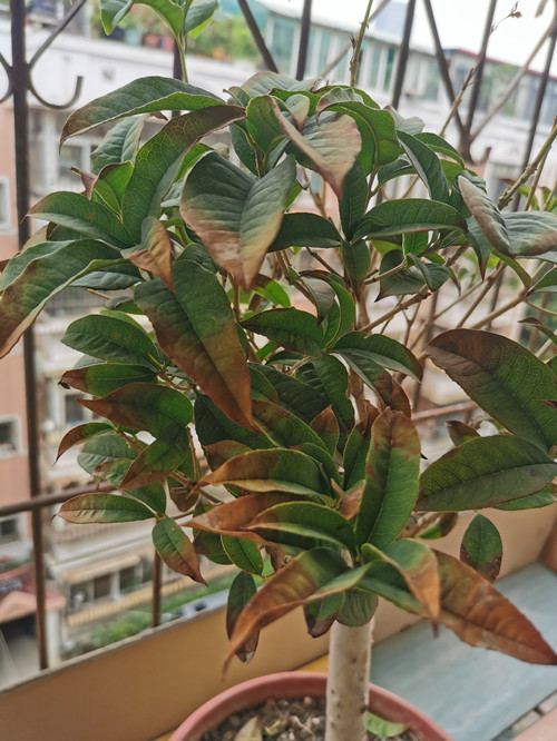 什么样的花好养又耐活,哪些花坑人