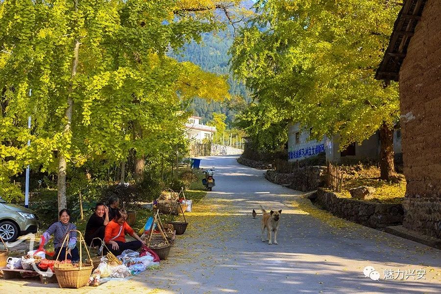 桂林兴安漠川银杏最佳观赏时间,桂林兴安漠川银杏网红打卡地