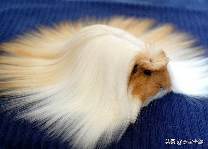 猫是液体动物还是软体动物,猫是液体做的动物