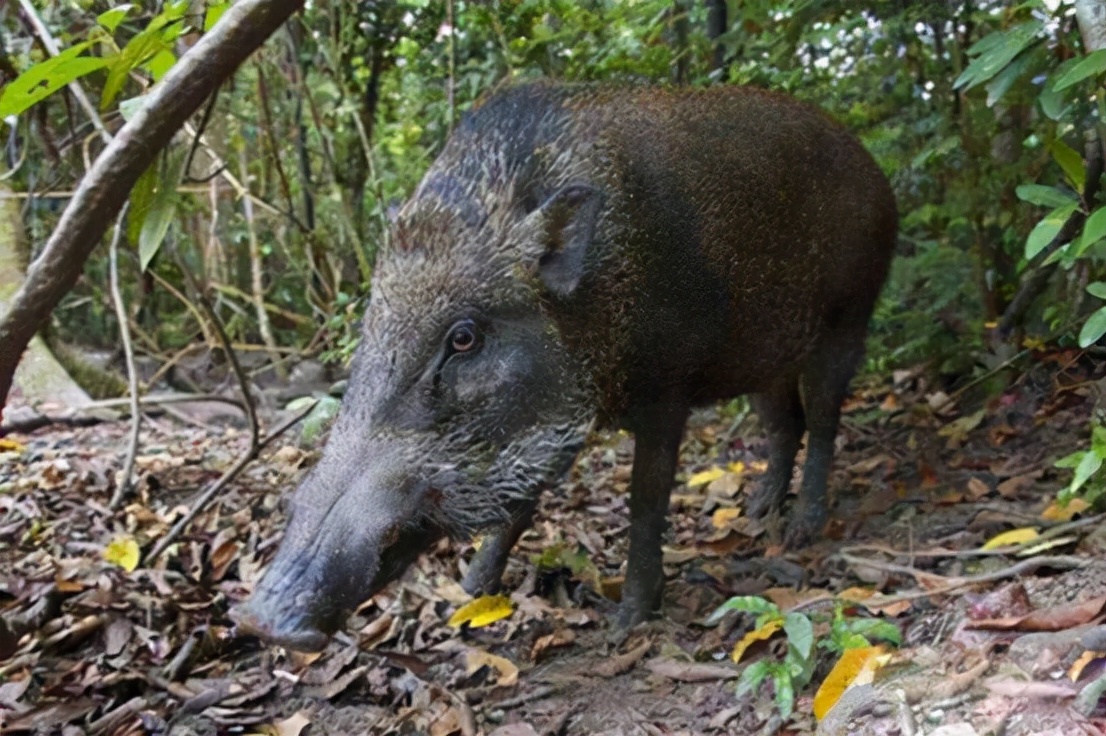 野猪肉要上市了？安徽组建狩猎队，队员猎杀的野猪10元1斤回收
