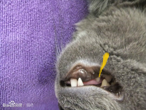 猫下呼吸道感染症状有哪些,下呼吸道感染的病毒