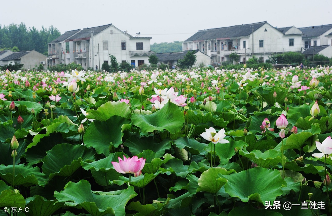 茅塞顿开详解视频,茅塞顿开完整句子