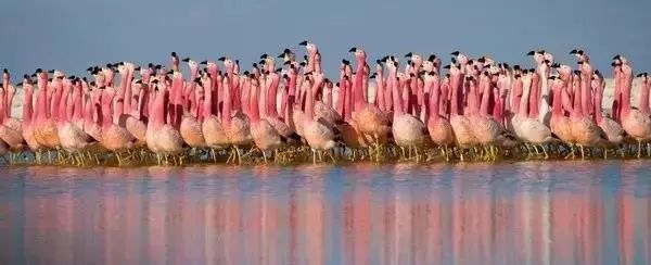 孩子暑期必看的50部神级纪录片,适合孩子和家长一起看的纪录片