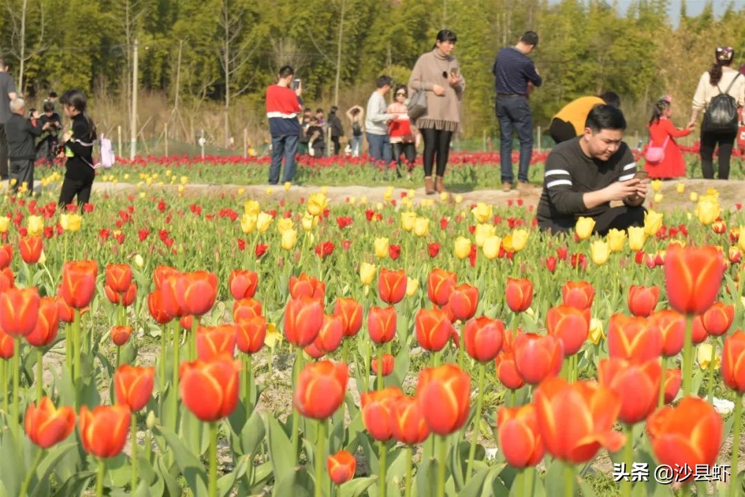 沙县总共有几个乡镇,沙县是属于哪个市