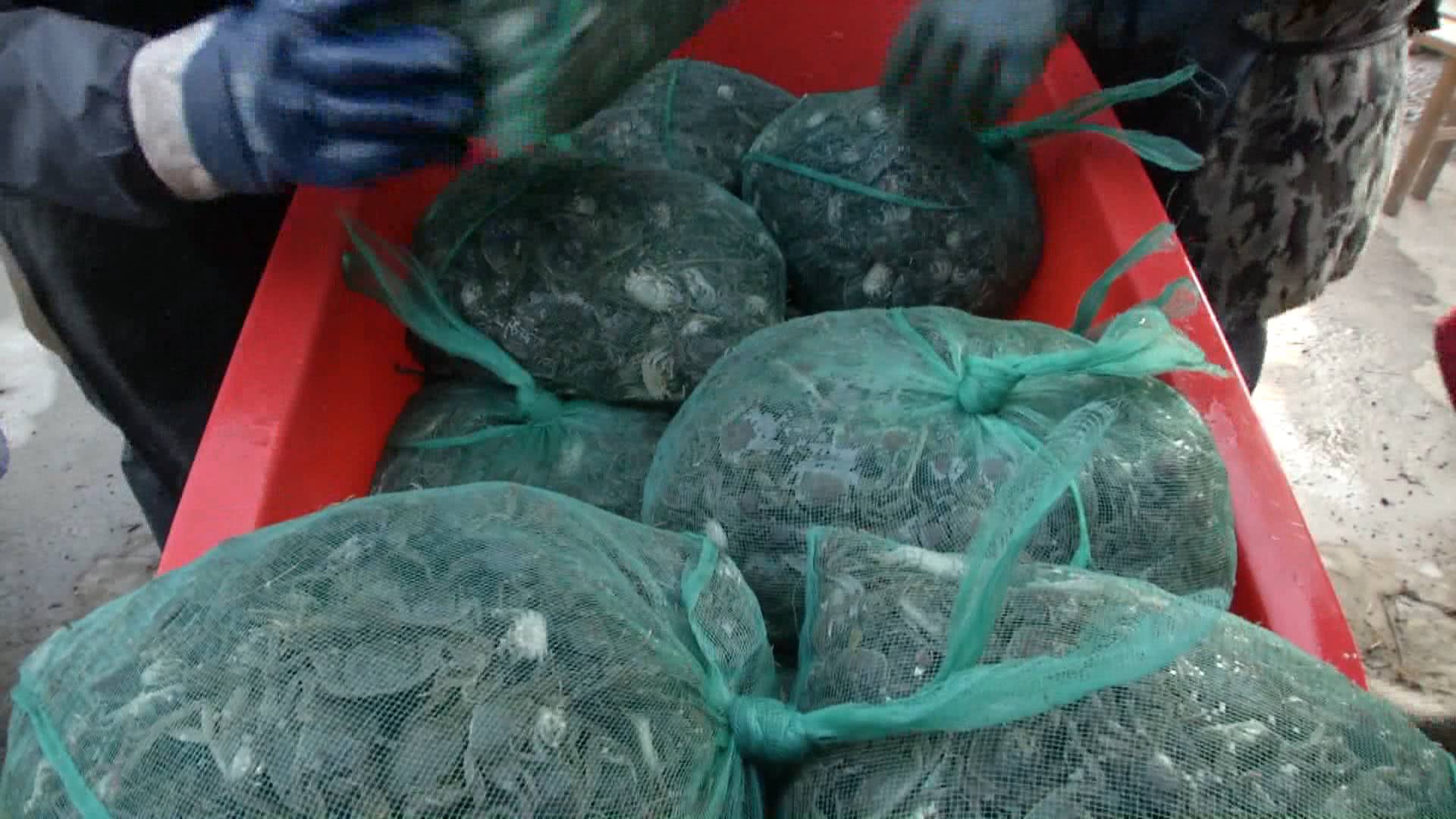 湖北蟹农驱车13小时进苏买蟹苗，见识亩产18万元精养塘，最贵卖到9400元一只