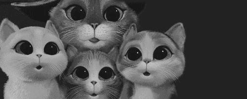 养猫进化史,撸猫的乐趣只有养猫的才懂