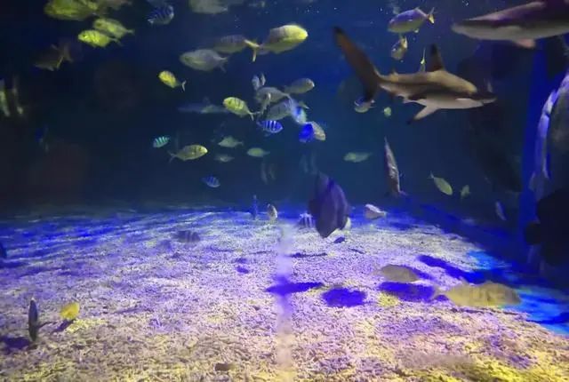 100个梦幻乐园,超2000平的梦幻王国游乐场