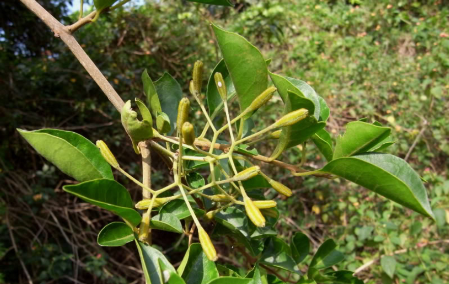 捕鸟树“杀鸟为乐”,忘记传播种子,被进化带偏的物种有多可怕?