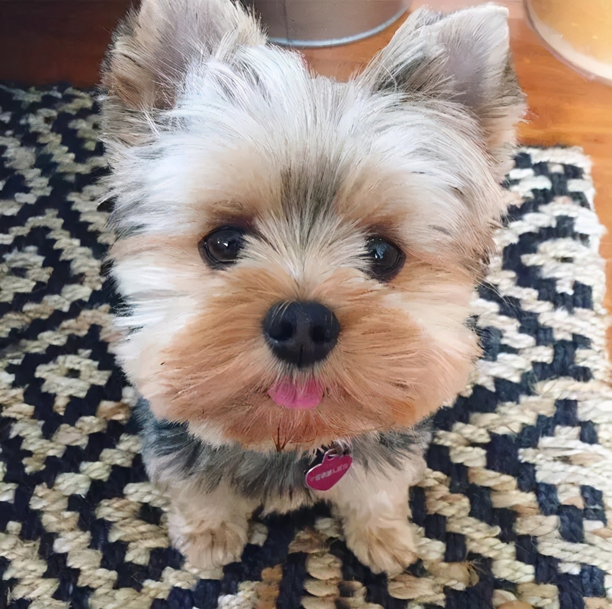 哪些犬种遗传病少,拉布拉多犬遗传病