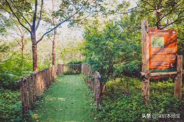 深圳最值得免费去的十大景点,深圳有哪些地方是免费景点